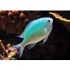 1 Chromis viidis