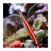 lysmata amboinensis scarlet skunk cleaner shrimp