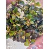 Bucephalandra theia red  in-Vitro