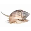 nassarius sp vrsatka