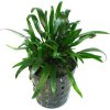 Cryptocoryne parva