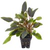 Cryptocoryne walkerii