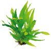 Microsorum pteropus