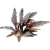 Cryptocoryne spec. 'Flamingo'