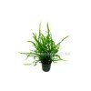 Microsorum trident