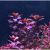 Ludwigia sp. Super Red