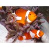 Amphiprion ocellaris  Klaun očkatý 5 cm