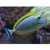 Naso elegans  veľkosť 8-10 cm