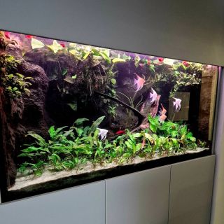 Niekedy stačí vymeniť len osvetlenie a akvárium dostane úplne nový nádych. Radi Vám poradíme pri výbere .