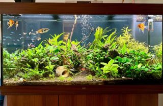 Naša realizácia akvária Juwel Rio LED 350 pre klienta s pravidelným servisom. #akvaristika #akvariumnakluc #akvaland...