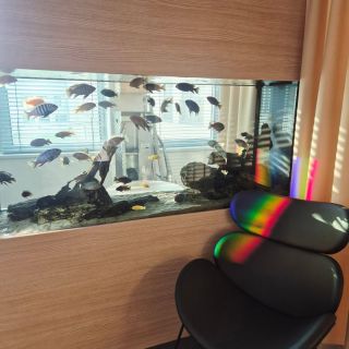 Ranný servis akvária a takýto pohľad… Vychádzajúce slnko rozžiarilo farby rýb naplno. Najviac zažiaril Labidochromis sp....