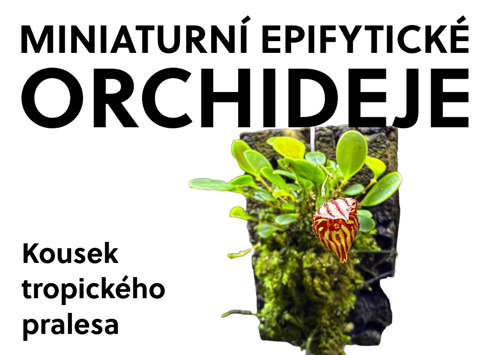 Miniaturní epifytické orchideje: Kousek tropického pralesa