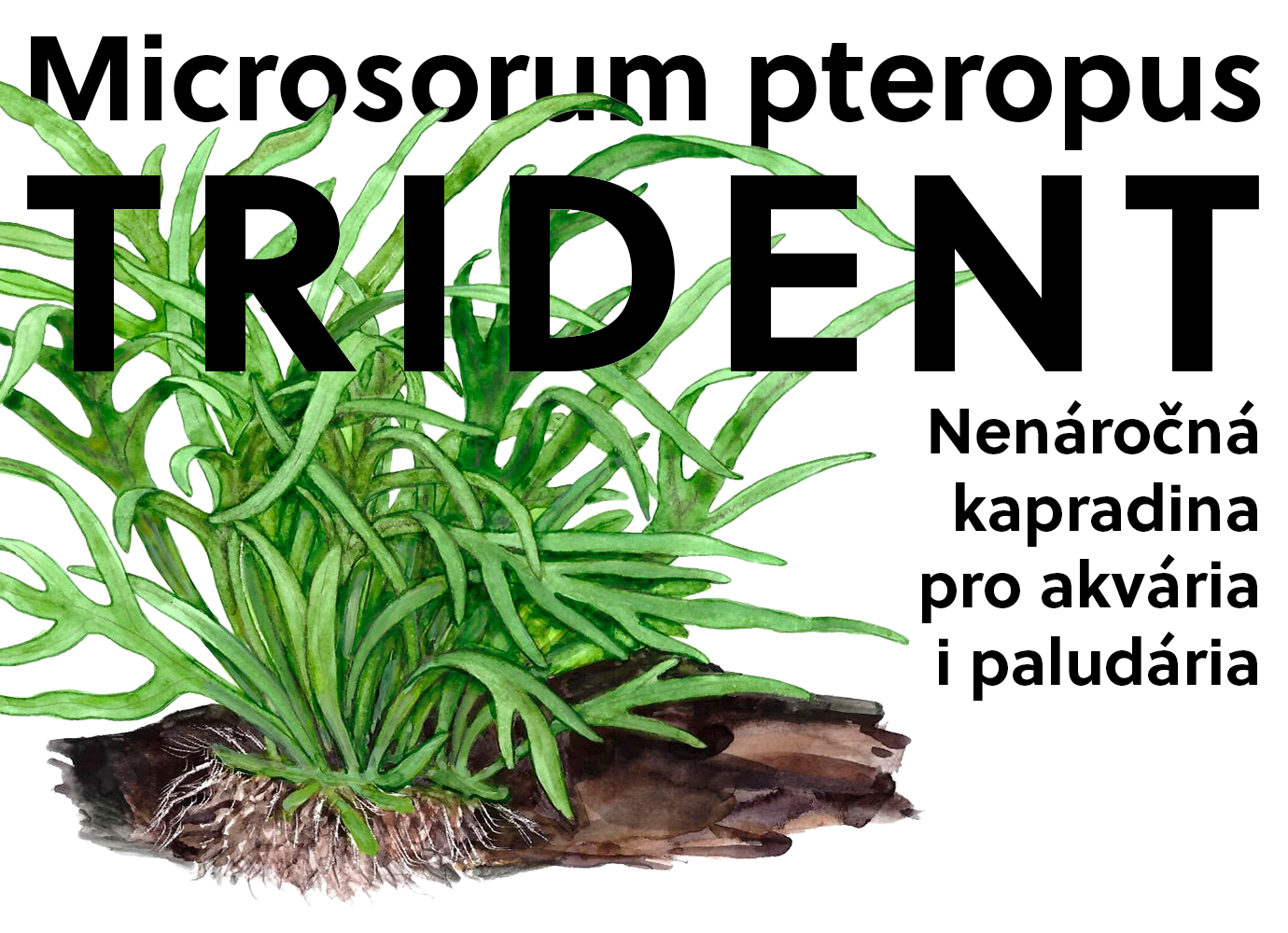 Microsorum pteropus ‘Trident’