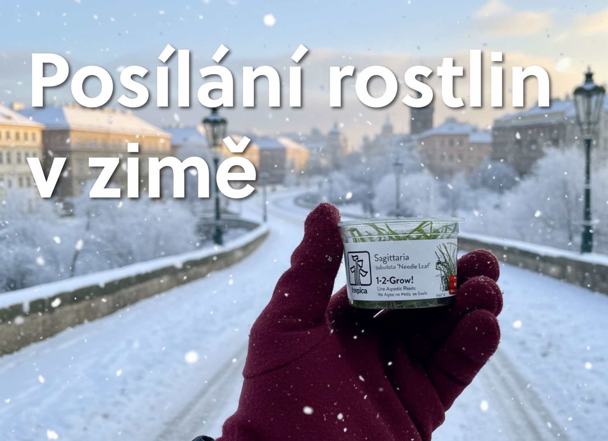 Posílání akvarijních rostlin v zimě