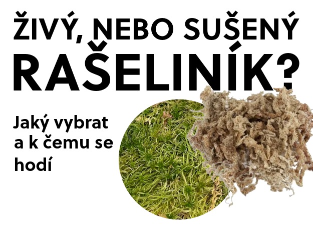 Živý, nebo sušený rašeliník? Jaký vybrat a k čemu se hodí