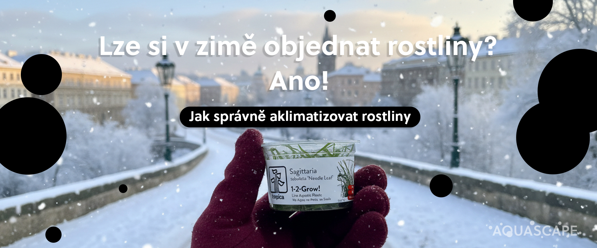 Posílání rostlin v zimě