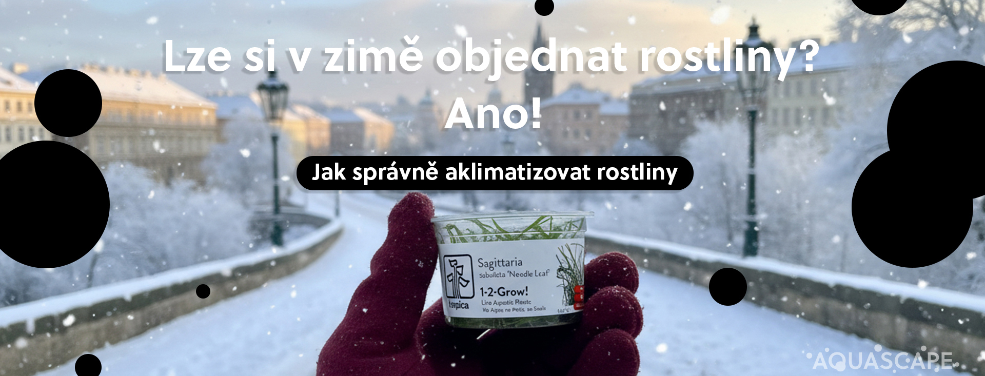 Posílání rostlin v zimě