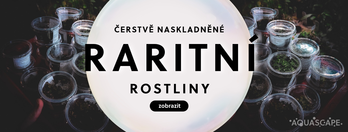 Raritní rostliny - čerstvě naskladněno