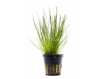 Eleocharis acicularis