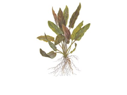 Cryptocoryne undulata 'Broad Leaf'