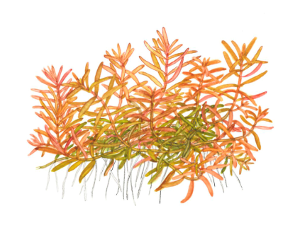 imgi 13 imagegen (4)