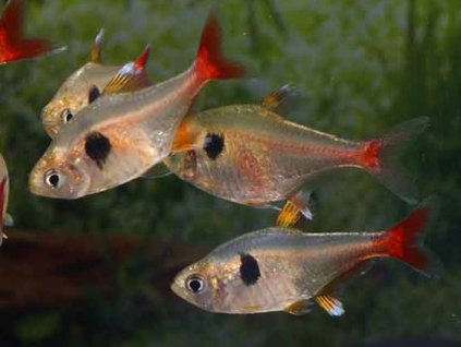 hyphessobrycon roseus © Frank Schäfer