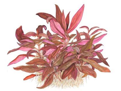 imgi 12 imagegen (2)