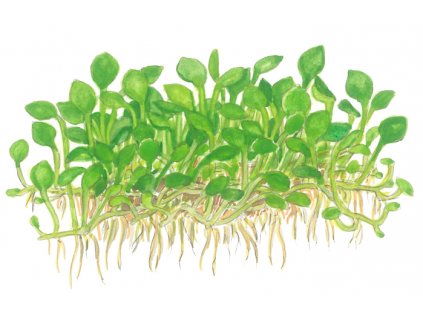 Marsilea minuta