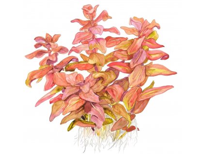 Rotala macrandra