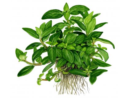 Staurogyne repens