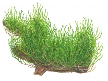 Taxiphyllum "Flame moss" 1-2-Grow!
