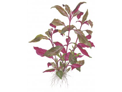 Alternanthera reineckii "Purple"