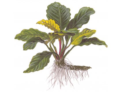 Anubias barteri "Coffeefolia"