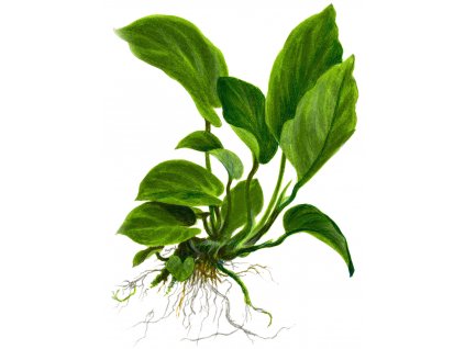 Anubias barteri var. caladiifolia