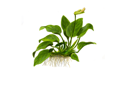 imgi 11 imagegen (3)