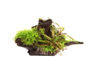 Hygrophila pinnatifida a mech na kořeni