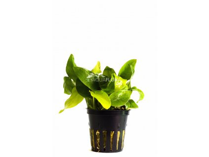 Anubias barteri var. nana "Golden"