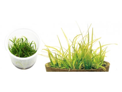 ada plants bio mizukusa 55