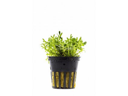 Rotala sp. nanjean "Nanjenshan"