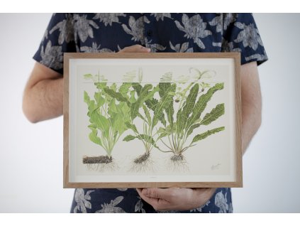 512 Tropica Art Poster 40x30 cm Aponogeton