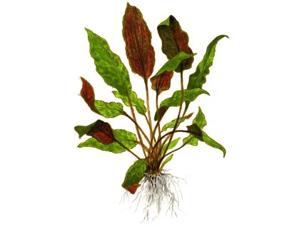 Cryptocoryne wendtii 'Mi Oya'