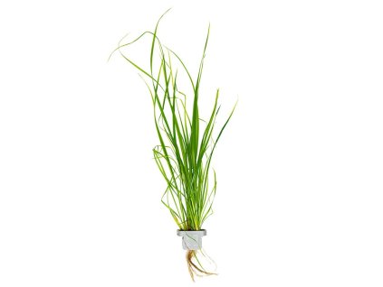 Cyperus helferi
