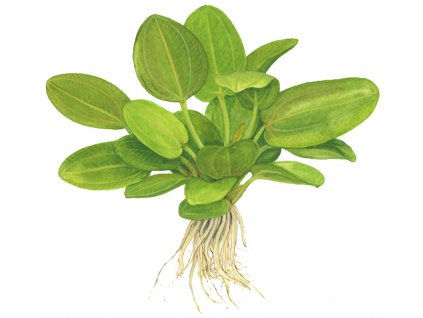 Echinodorus 'Aquartica'