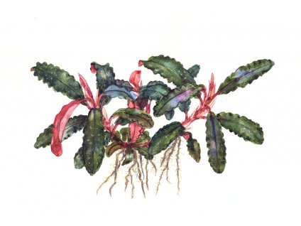 Bucephalanda sp. "Kedagang"