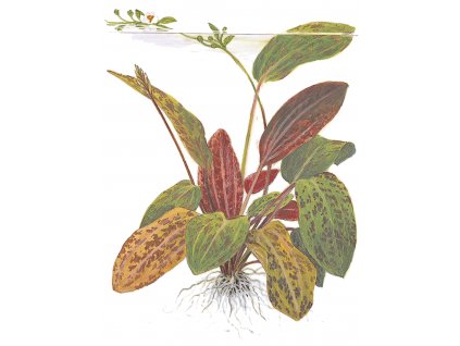 Echinodorus 'Ozelot'