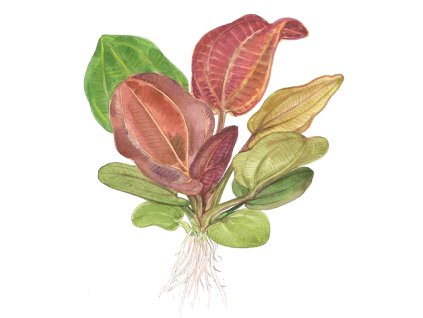 imgi 11 imagegen (3)