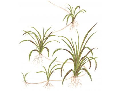 Helanthium tenellum "Echinodorus tenellus"