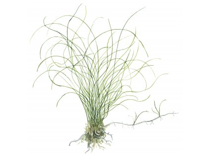 Eleocharis parvula