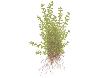 Micranthemum glomeratum