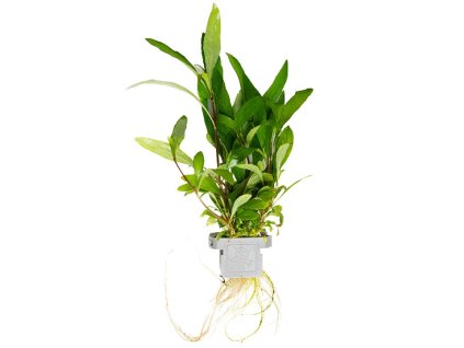 Hygrophila 'Siamensis 53B'